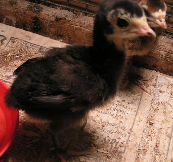Baby Black Spanish Turkey - our miracle bird!!!