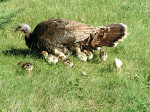 Momma Turkey brings her babies home.